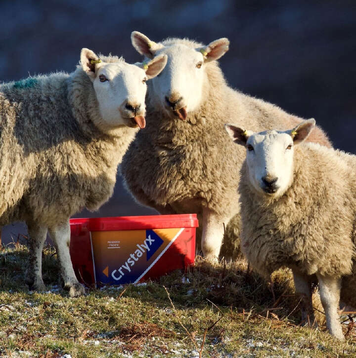 CRYSTALYX Extra Energy (Rot)